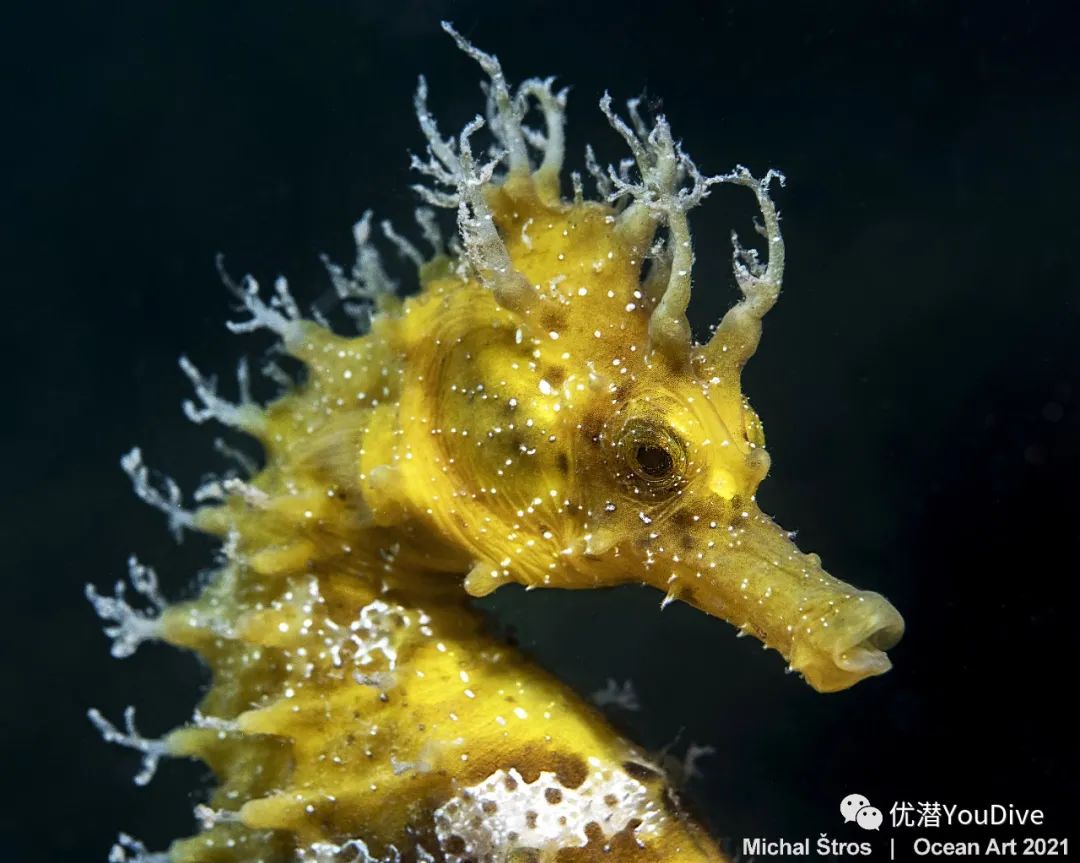 大海水下摄影作品欣赏,oceanart