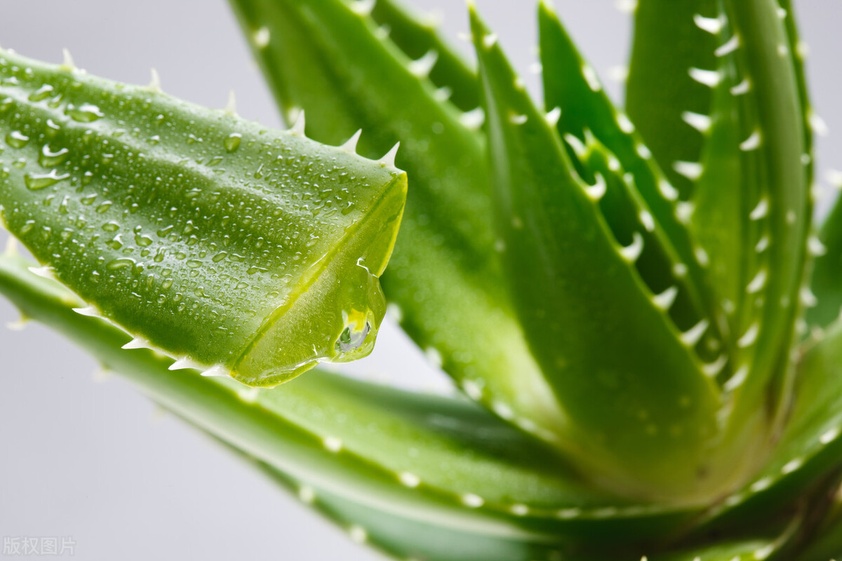 芦荟护肤优势,芦荟在化妆品中的发展