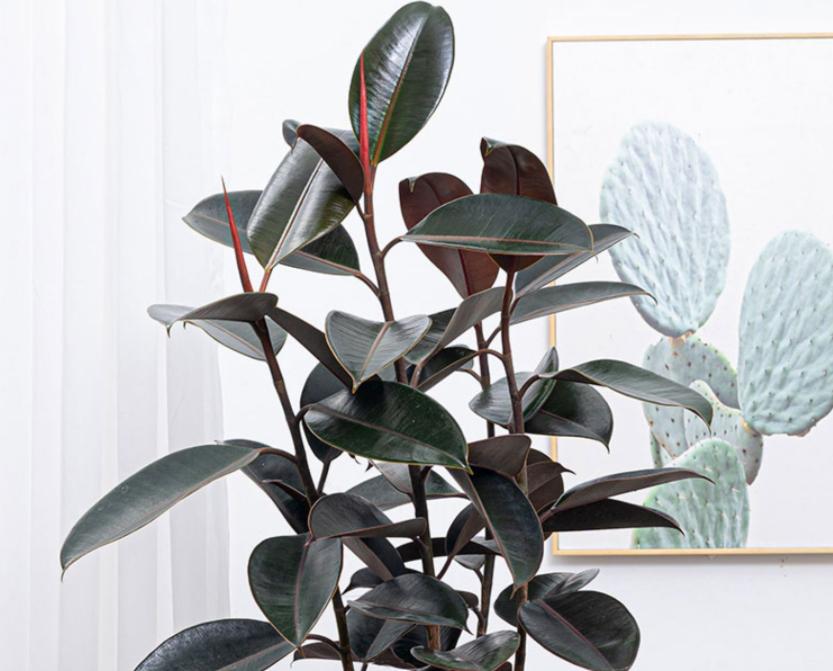 橡皮树如何养爆盆,橡皮树怎么换盆才能长得好