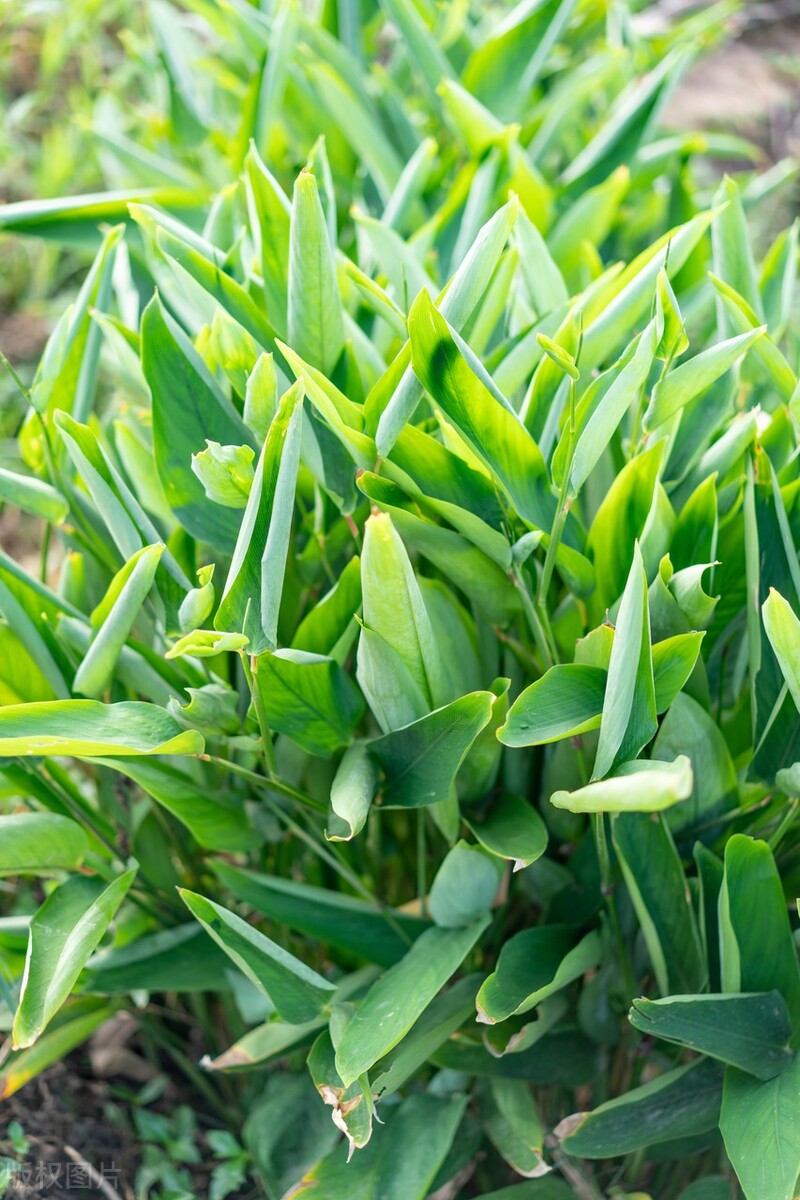 广东正宗番薯特产,广东梅州特产红薯