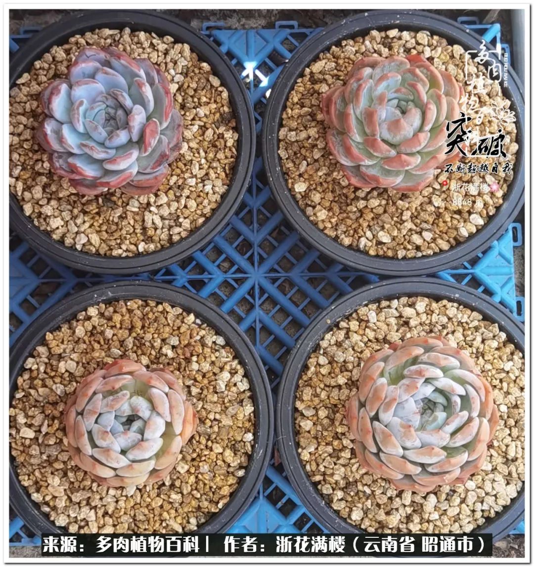 奔跑吧跑步,奔跑吧多肉盆栽