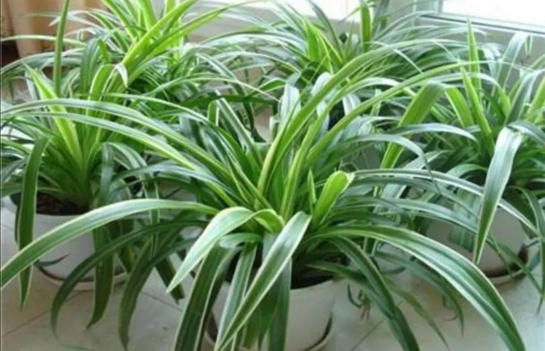 养吊兰注意事项,养吊兰禁忌