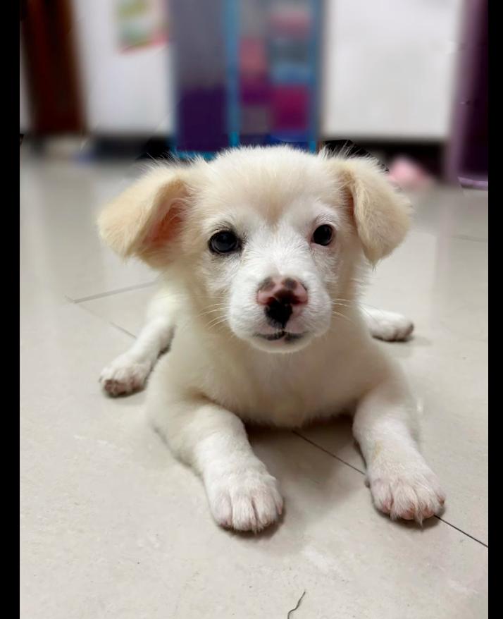 残疾小狗被遗弃完整视频,残疾被丢弃的小狗