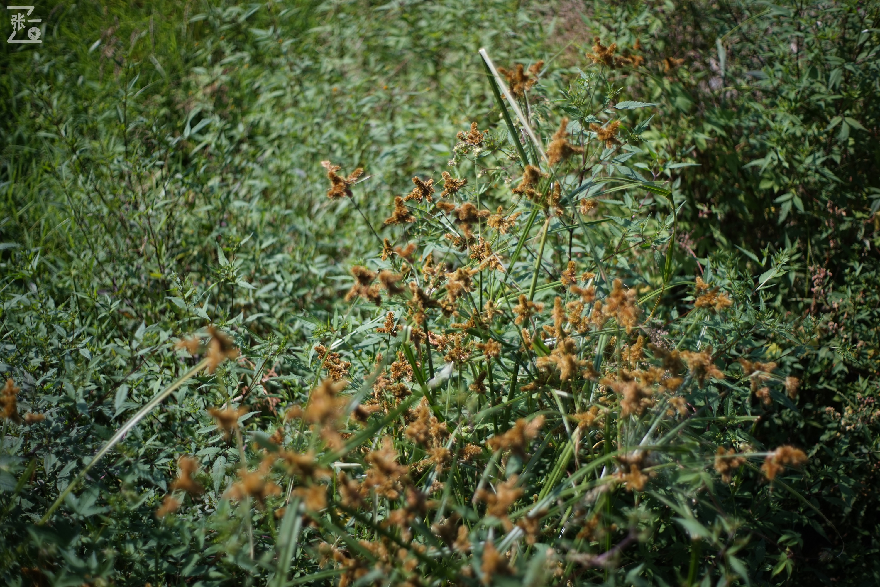 老镜头实拍,老镜头拍北京