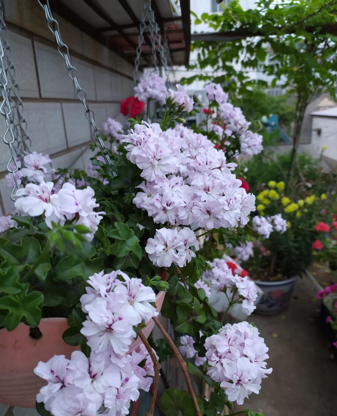 阳台养玫瑰月季吉利吗,吉普赛女王天竺葵室外还是室内