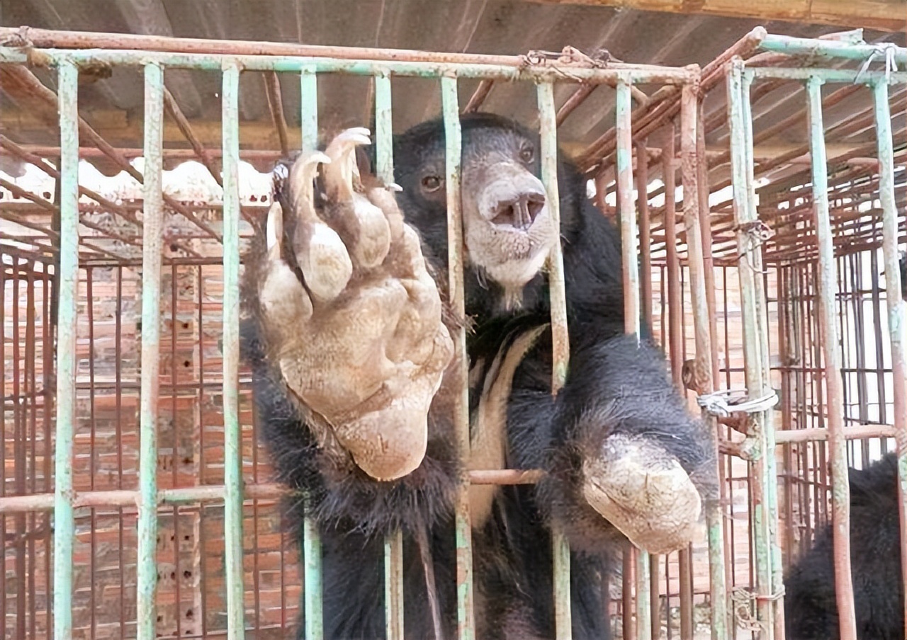 村民山上捡回6枚野鸡蛋孵化获刑,从野外捡来的野鸡蛋孵犯法吗