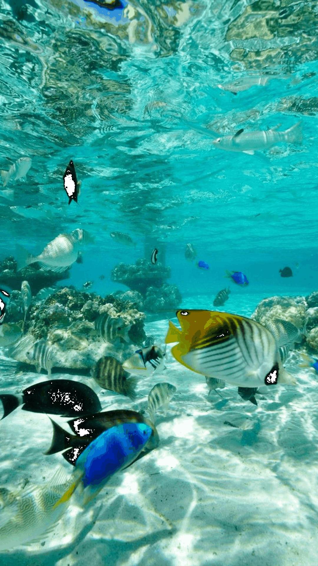 海底世界高清大图壁纸,手机动态海底世界鱼壁纸