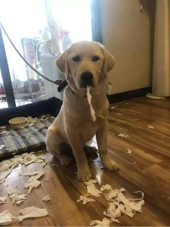 金毛和拉布拉多属于禁养犬吗,养拉布拉多犬新手要注意什么