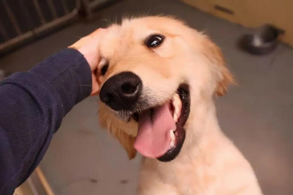 正确撸狗法,正确的撸狗姿势是什么样的