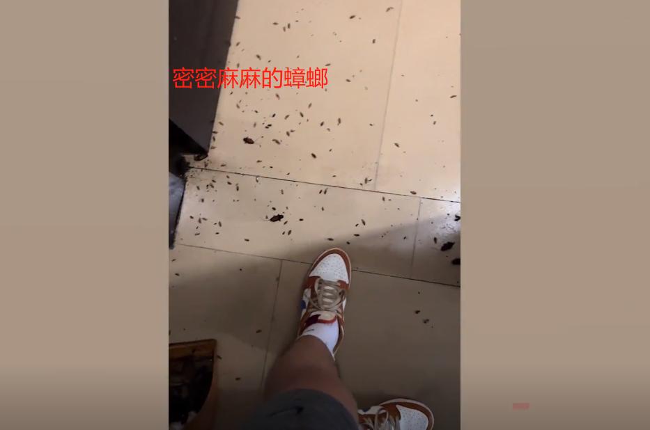 男子发现隔壁女租客房门口爬满蟑螂，开门一看吓懵：密密麻麻一屋