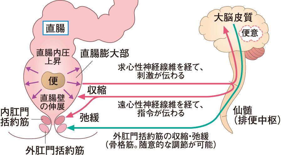 人类放屁正常吗,人为什么会放屁科普知识
