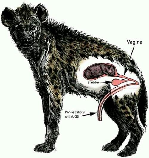 雌性斑鬣狗和雄性斑鬣狗体型对比,如何辨别斑鬣狗公母