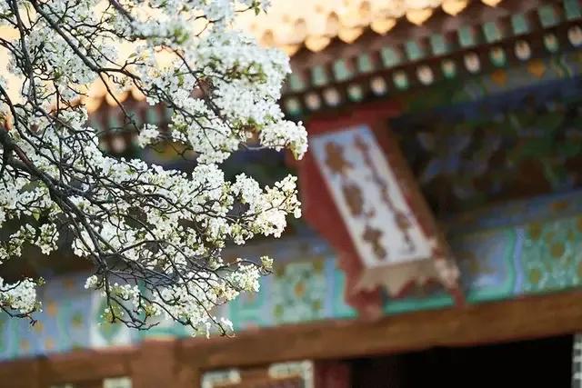 踏青看梨花的诗句,春游赏桃花七律诗