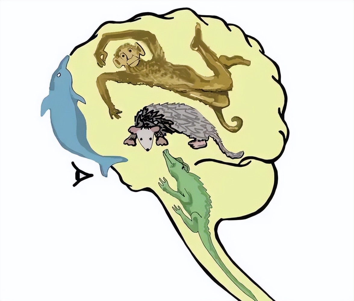 人有三个大脑是什么样的,三个大脑理论
