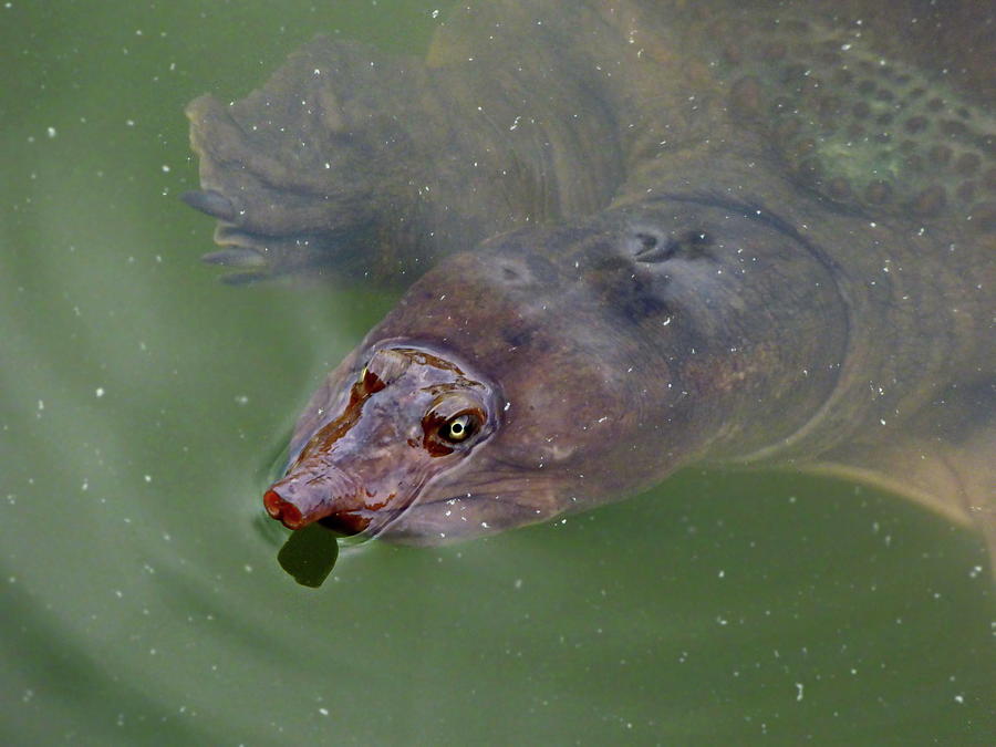 佛罗里达鳖为什么就破坏了生态,佛罗里达鳖是云南入侵物种吗