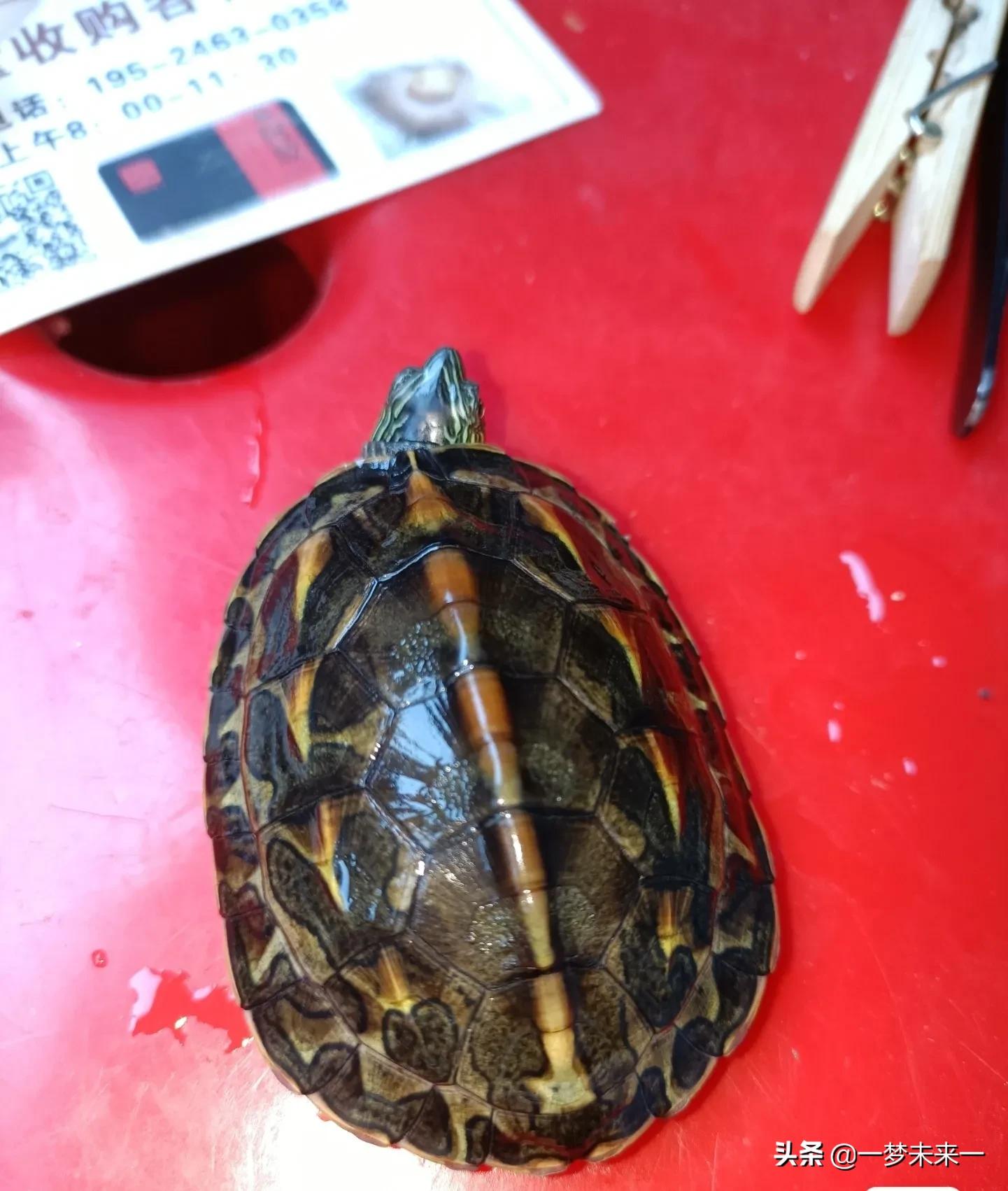 成体花龟环境布置,怎么给花龟布置半水半陆环境