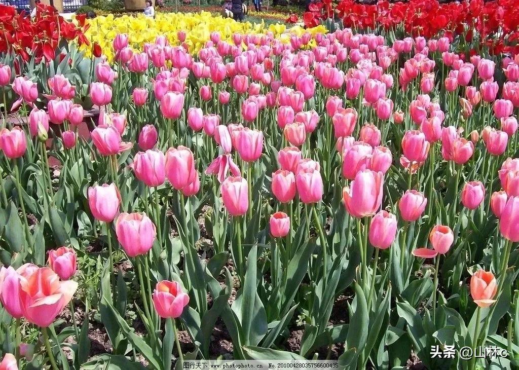 鲜花五彩缤纷争奇斗艳,最美鲜花一年四季都在争艳怒放