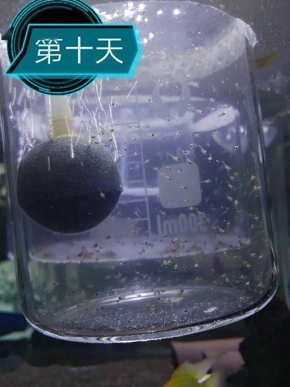 金波子一般熟悉环境多久开始繁殖,繁殖金波子用多大缸