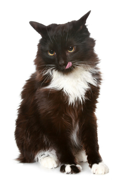 沙雕恐怖故事黑猫 (美国鬼故事黑猫)