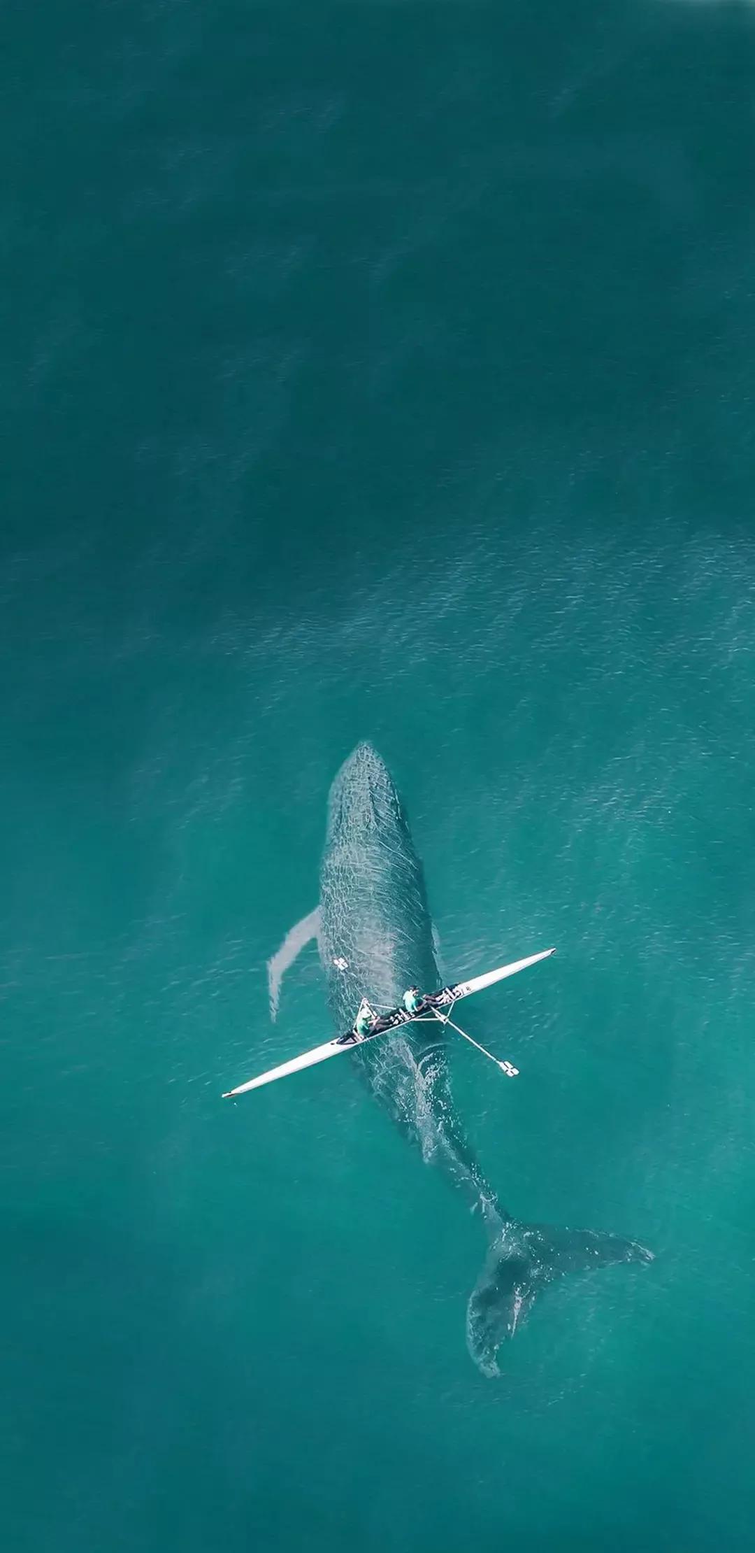 大海壁纸｜大海边，守候朝霞，聆听海浪的乐章