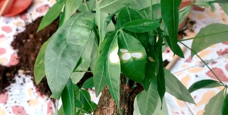 发财树叶子生病虫害打什么药,发财树有病虫害怎么处理