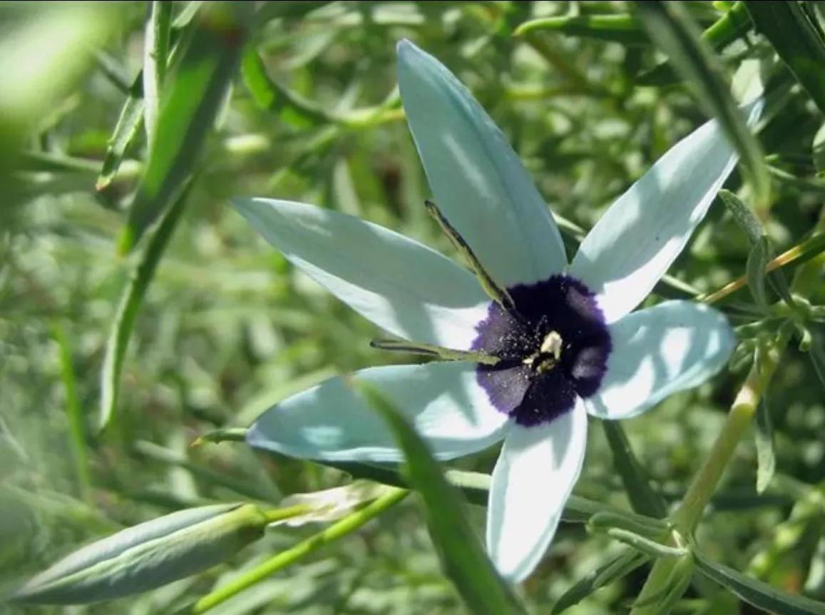 罕见漂亮的鲜花,全球最漂亮的鲜花