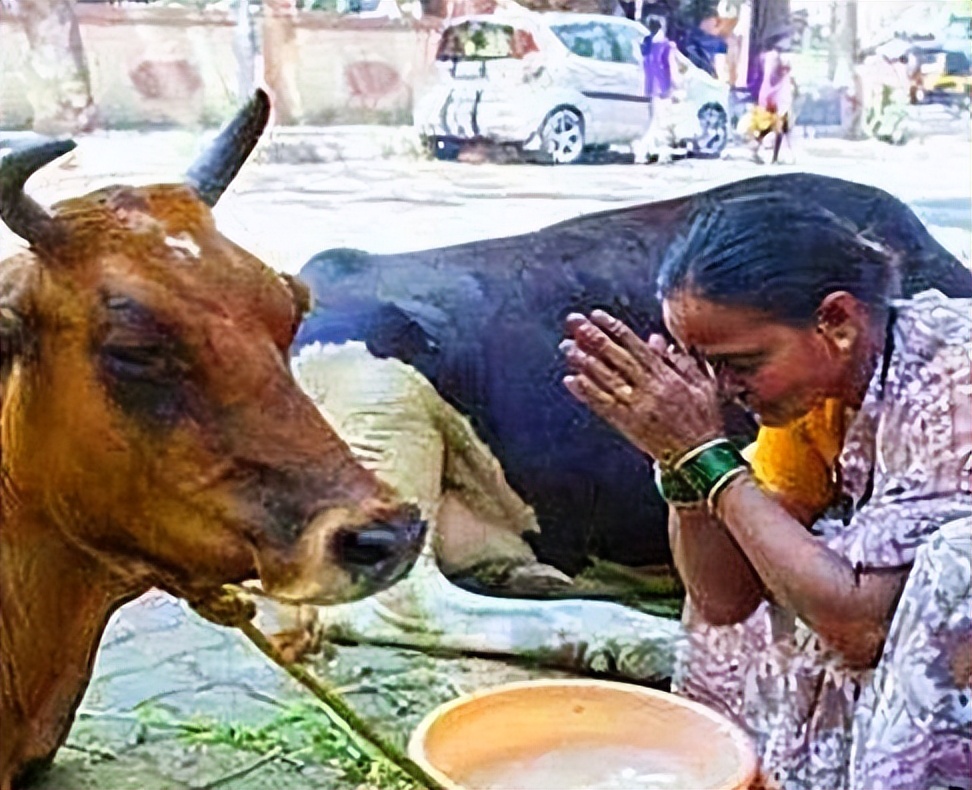 印度除了不吃牛肉还不吃什么肉,印度人不吃牛肉去哪里了