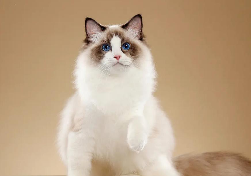 布偶猫的优点和缺点,布偶猫真的很不好养吗