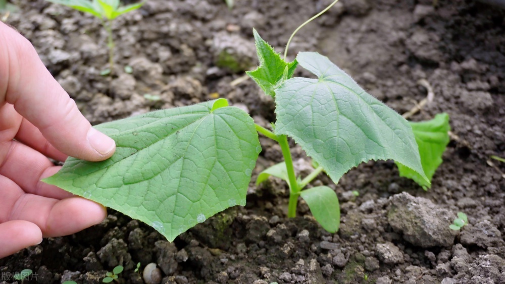 农业氨基寡糖素作用,氨基寡糖素对作物的作用