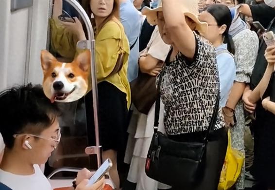 青岛大妈骂人事件后续,青岛大妈骂人事件