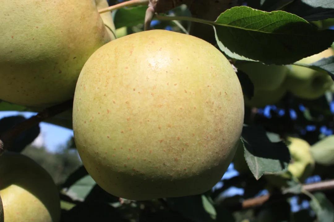 破壁机怎么打苹果汁不变色,苹果汁怎样做才不会氧化