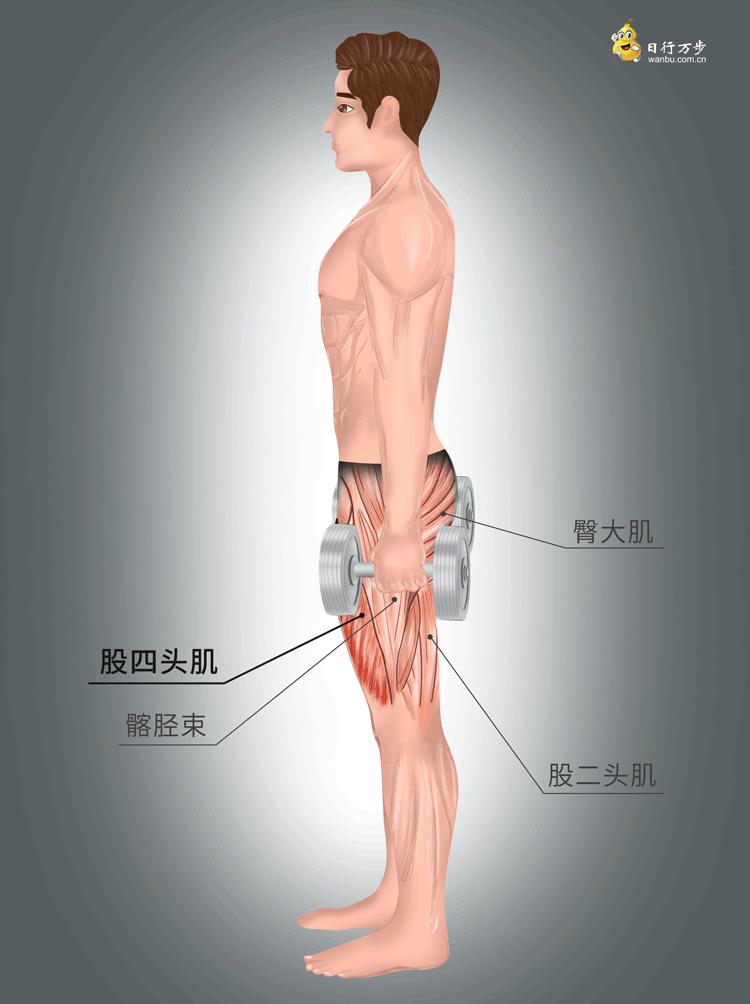 人老腿先老的锻炼方法动画,人老先老腿最全练腿攻略来了