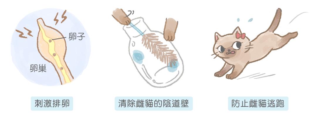 为了交配繁衍，雄性动物有多拼？猫生殖器带刺，鸭子改造成螺旋状