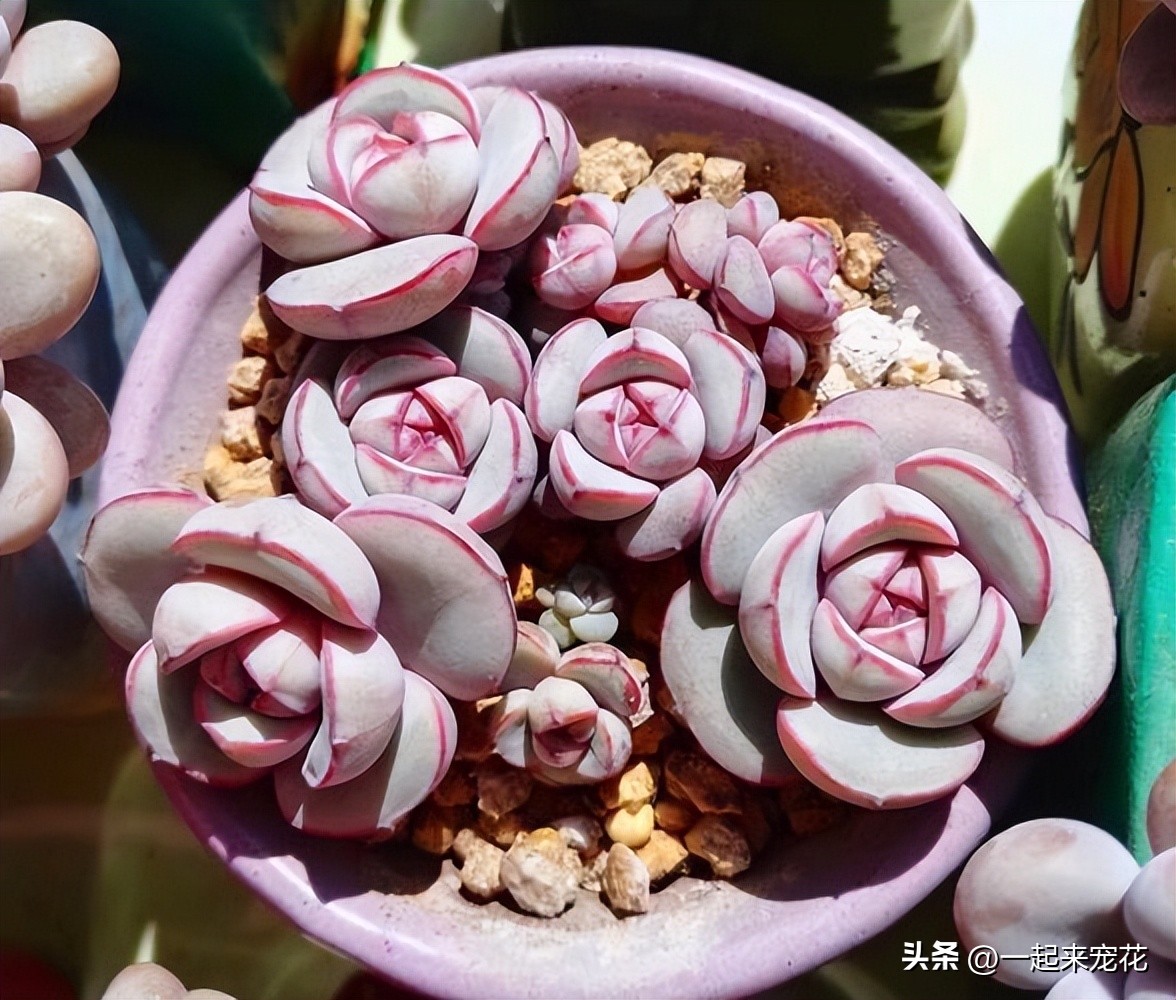 4种经典的网红多肉,最近很火的网红小多肉
