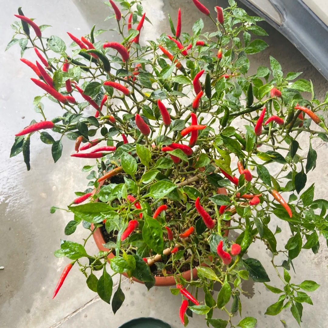 100种花能养在阳台上，50种开花的，40种绿植，10种蔬果