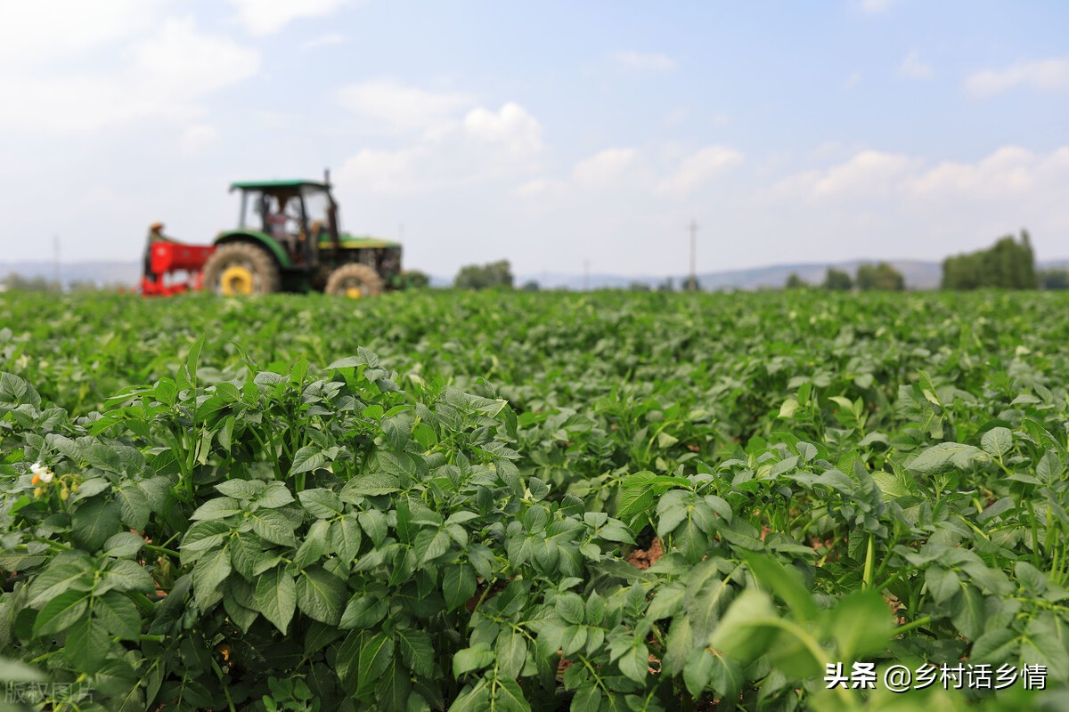 防治茄子瓢虫土方法,露地茄子如何防治七星瓢虫