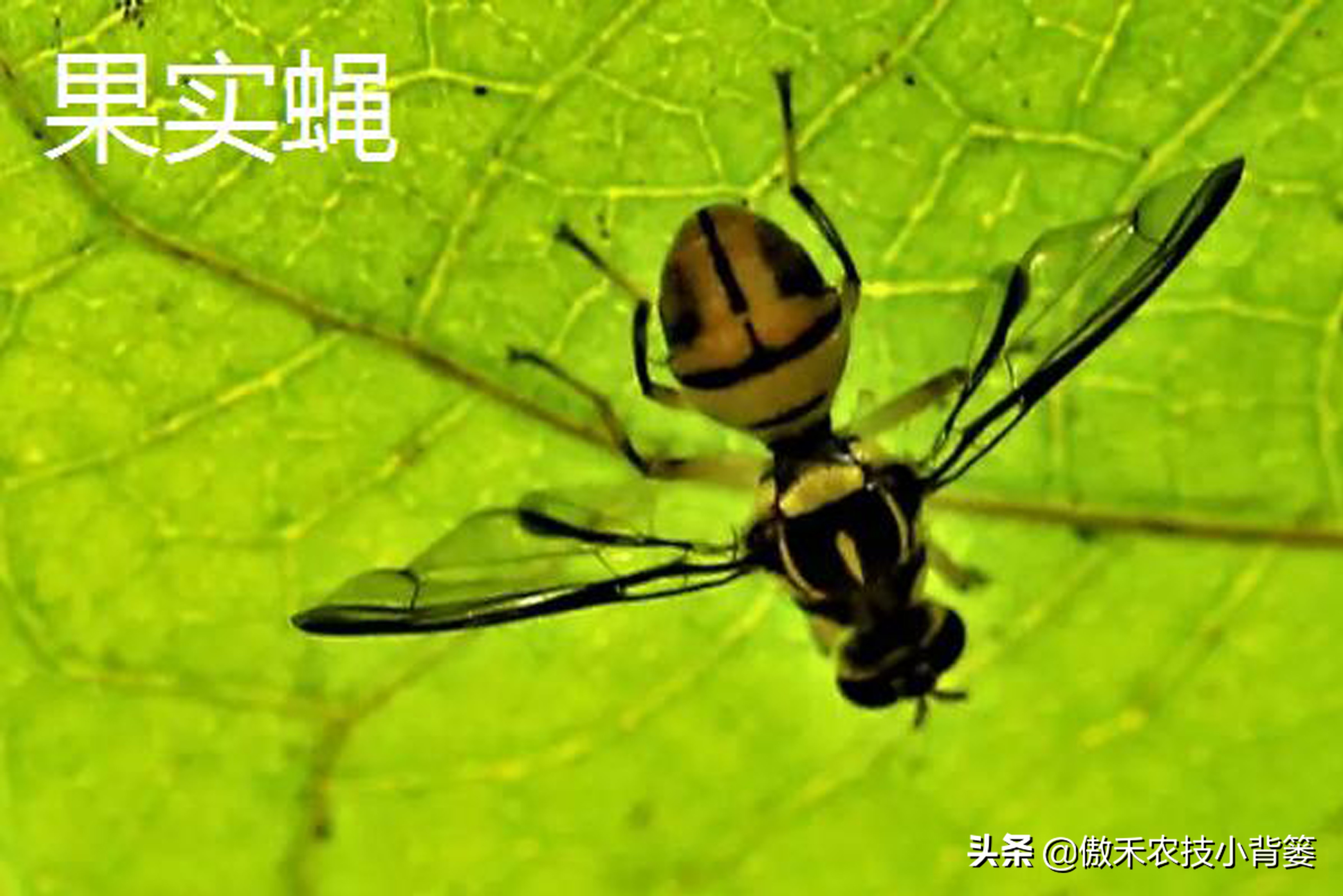 白酒能治瓜果蔬菜虫的方法,瓜果开始结果就有虫咬怎么办