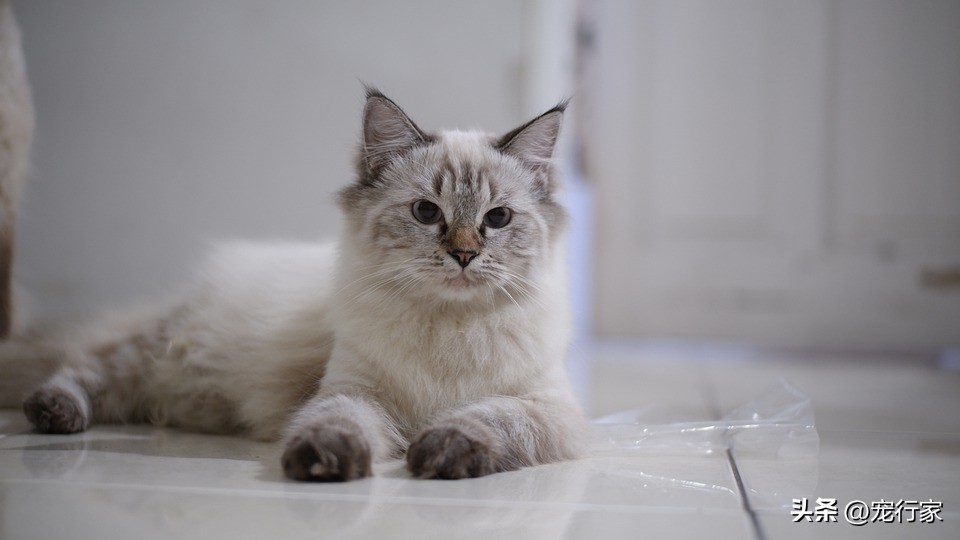 猫咪几天排一次大便属于正常,猫咪多久排一次便正常