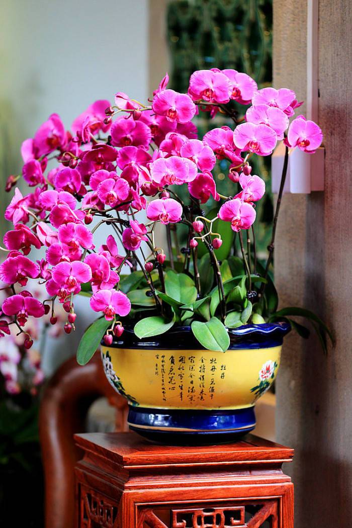 养在家里富贵花有哪些品种,盆栽富贵花怎么种植最好