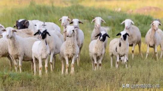 蒙古姑娘出嫁要陪嫁多少东西,蒙古姑娘出嫁仪式