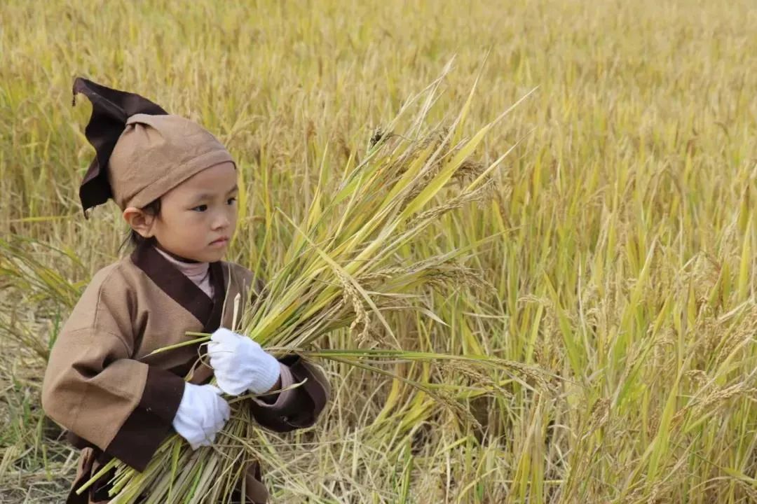 杭州临平粉黛乱子草花海地址,杭州临平30余亩粉黛花海梦幻上线