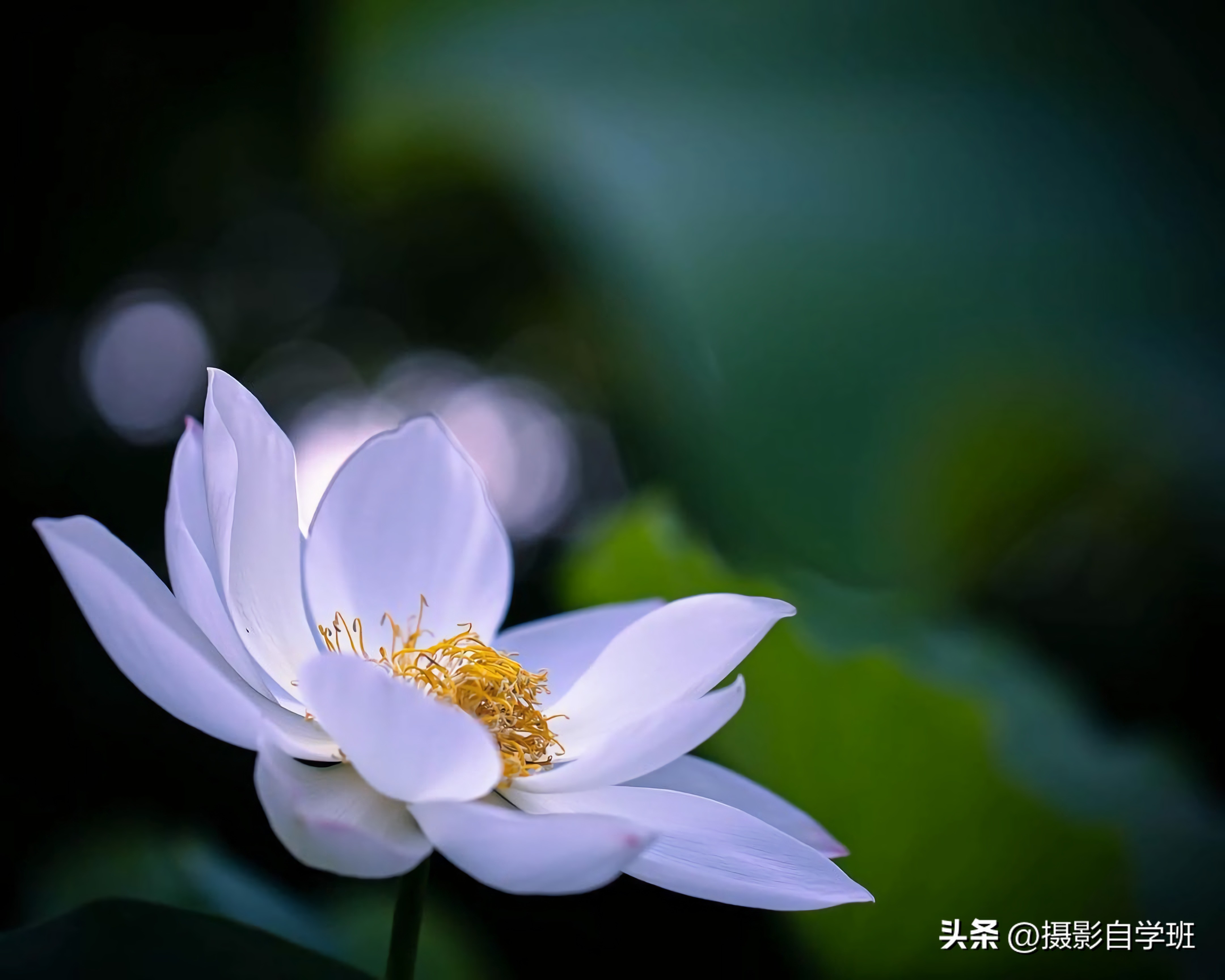 摄影后期修图教程荷花后期,手机拍摄荷花摄影师总结10个技巧