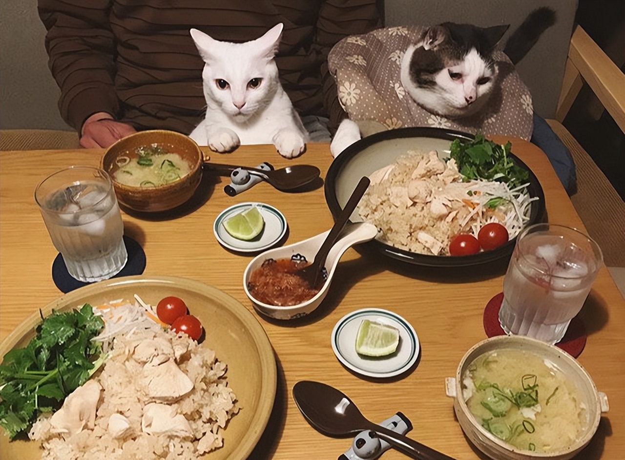 当猫咪过上人一样的生活,当猫和人一样生活