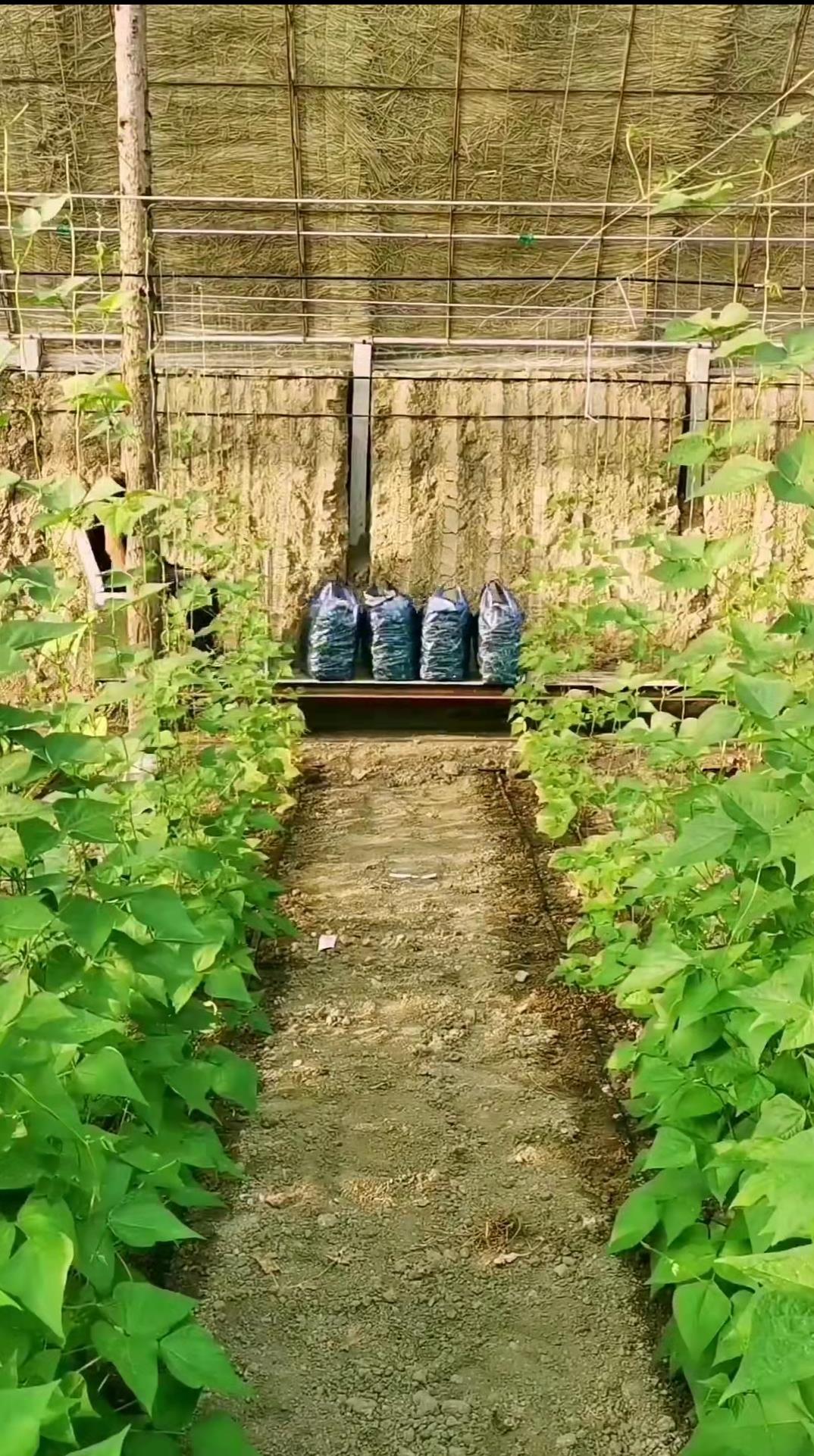 600米长大棚占地7亩猜一年挣多少钱？大叔运蔬菜棚内开火车，啥样