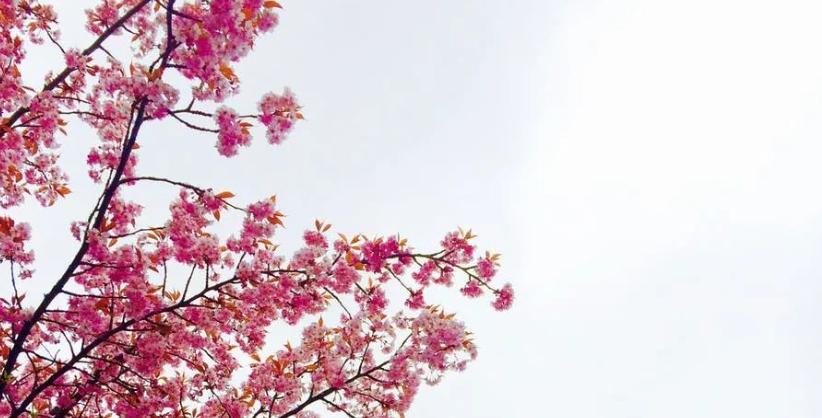 五首关于春天的经典诗词,关于春天绝美的古诗词句