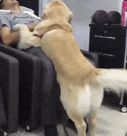 养公狗和母狗的区别你会怎么选,怎么分清公狗和母狗的区别