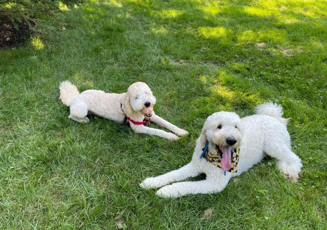 不懂就问，打断狗狗“交配”，会有什么后果？