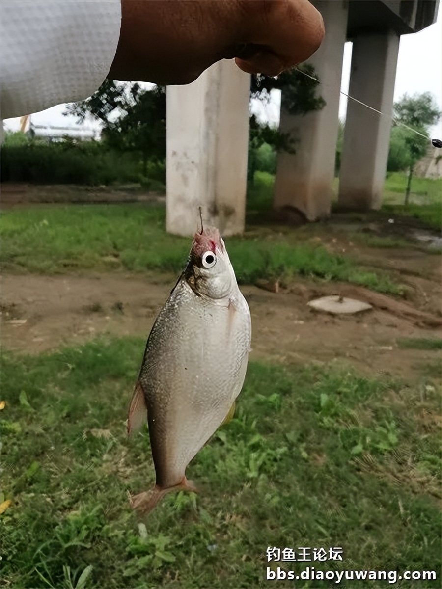 崇明北横引河水深,北横引河能钓鱼吗
