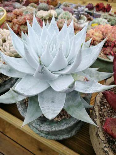 多肉仙女杯喜欢阳光吗,苹果叶仙女杯多肉如何养护