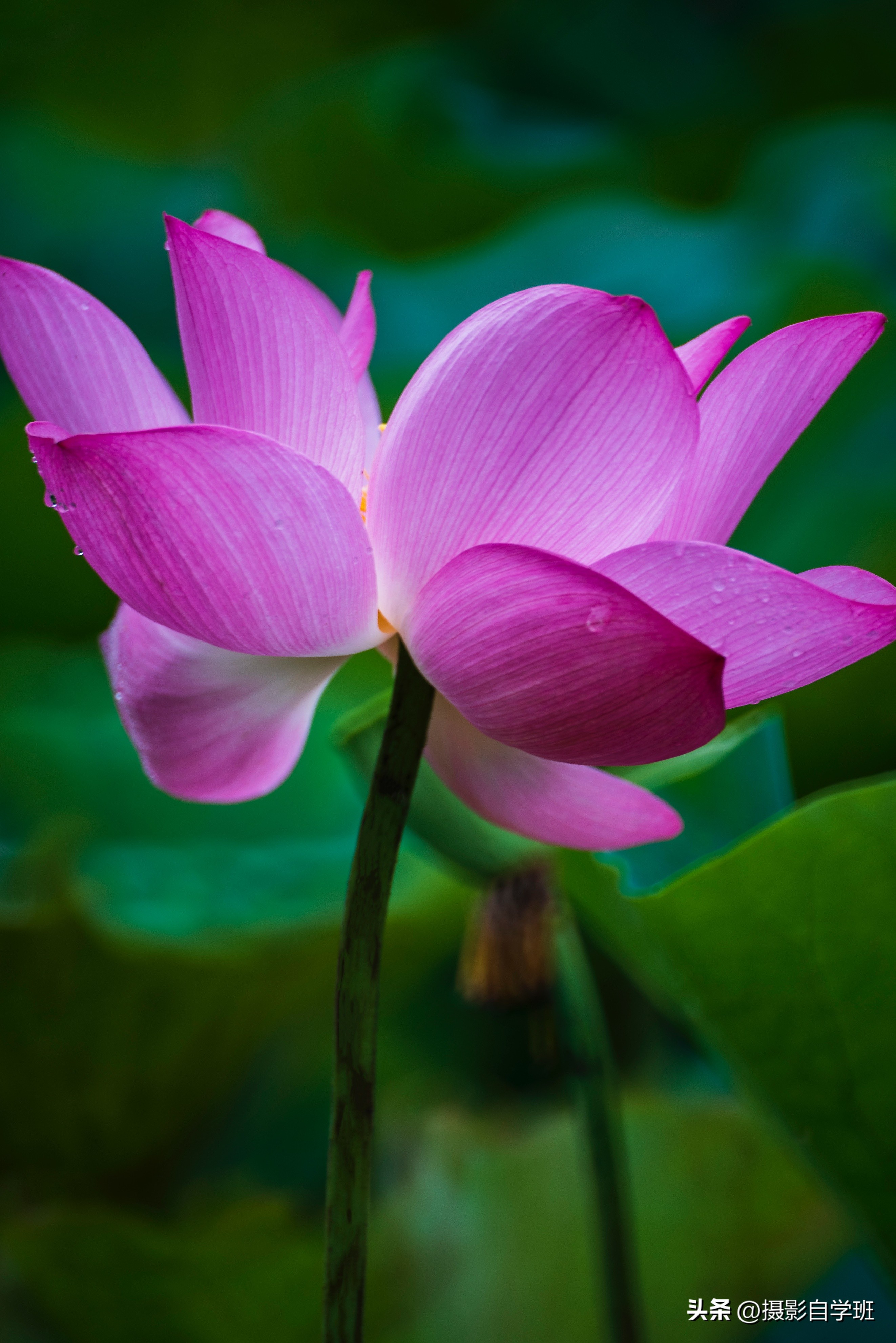 摄影后期修图教程荷花后期,手机拍摄荷花摄影师总结10个技巧